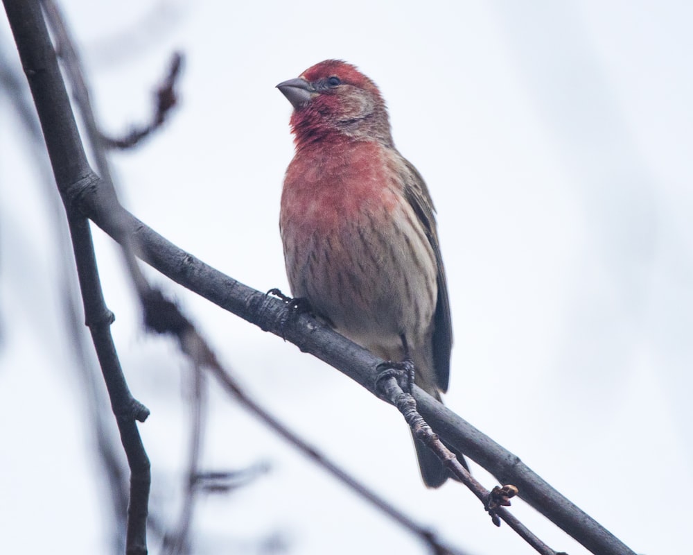 a bird sitting on a branch of a tree