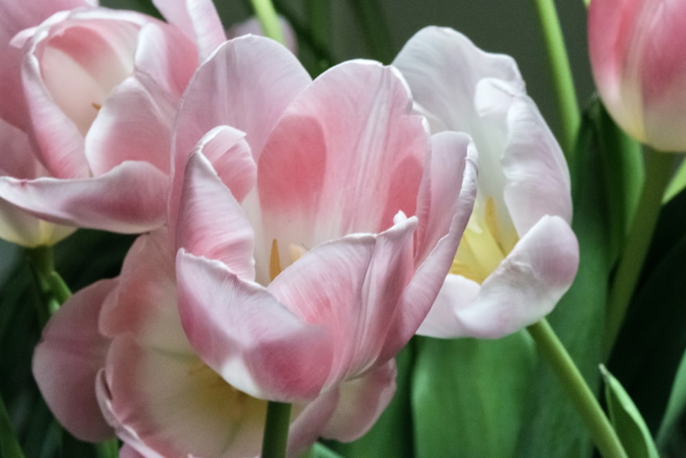 a bunch of pink and white flowers in a vase