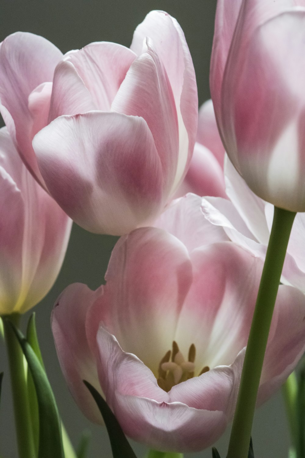 a group of pink flowers with green stems