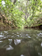 A serene view of Waiakalua stream surrounded by lush native plants.