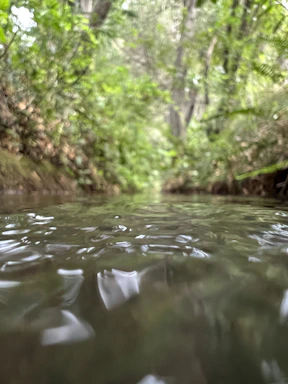 A serene view of Waiakalua stream surrounded by lush native plants.