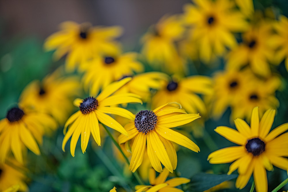 a bunch of yellow flowers that are in the grass