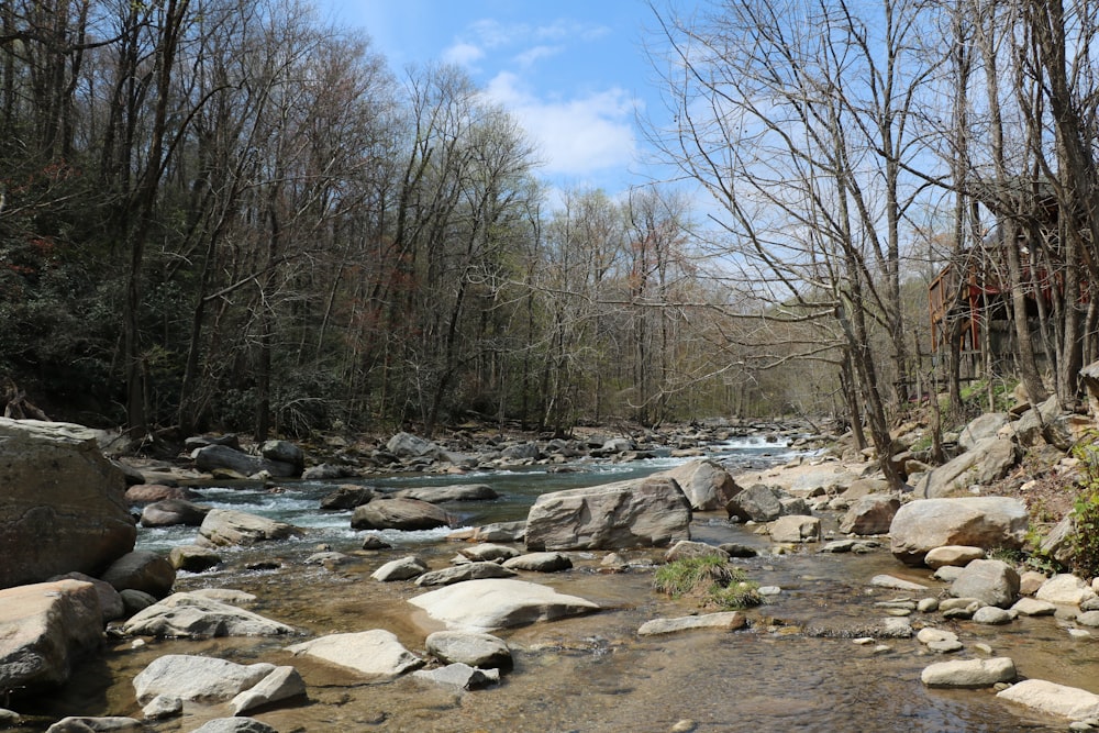 um rio que atravessa uma floresta cheia de muitas rochas