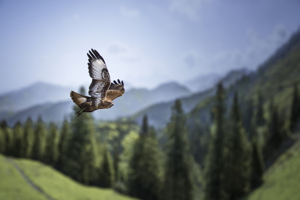 a bird flying over a lush green hillside