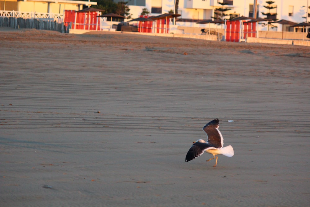 a seagull standing on the sand of a beach