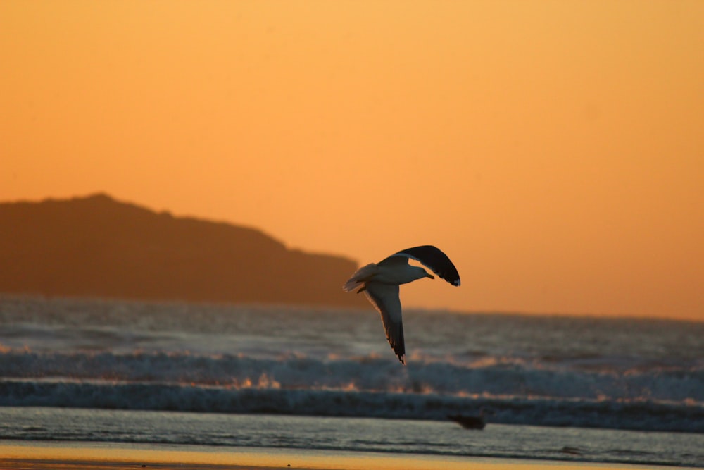 a bird flying over the ocean at sunset