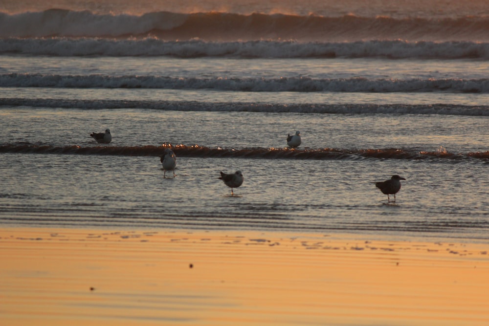 a group of birds standing in the water at the beach