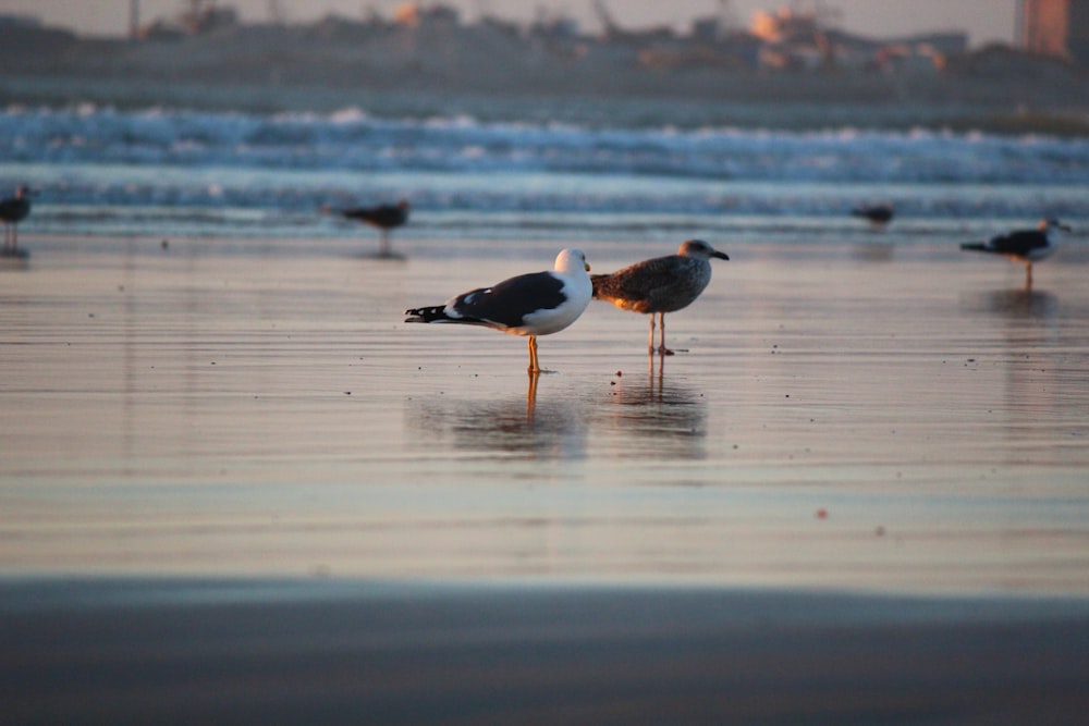 a couple of birds standing on top of a beach