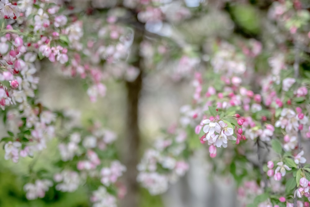 a close up of a tree with pink and white flowers