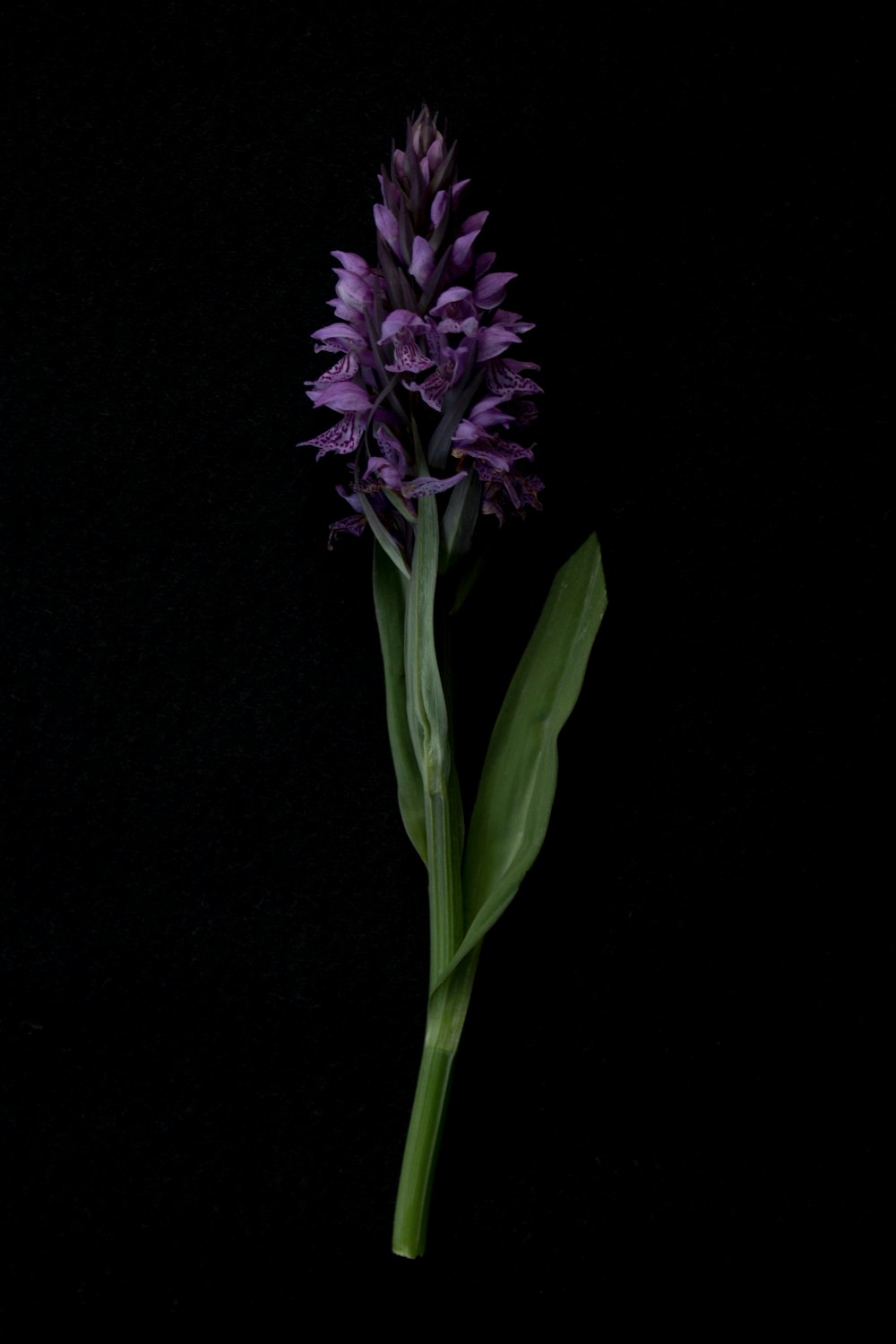 a vase filled with purple flowers and green leaves