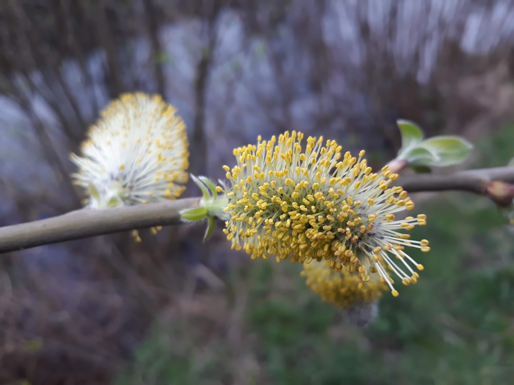 a close up of a flower on a tree branch