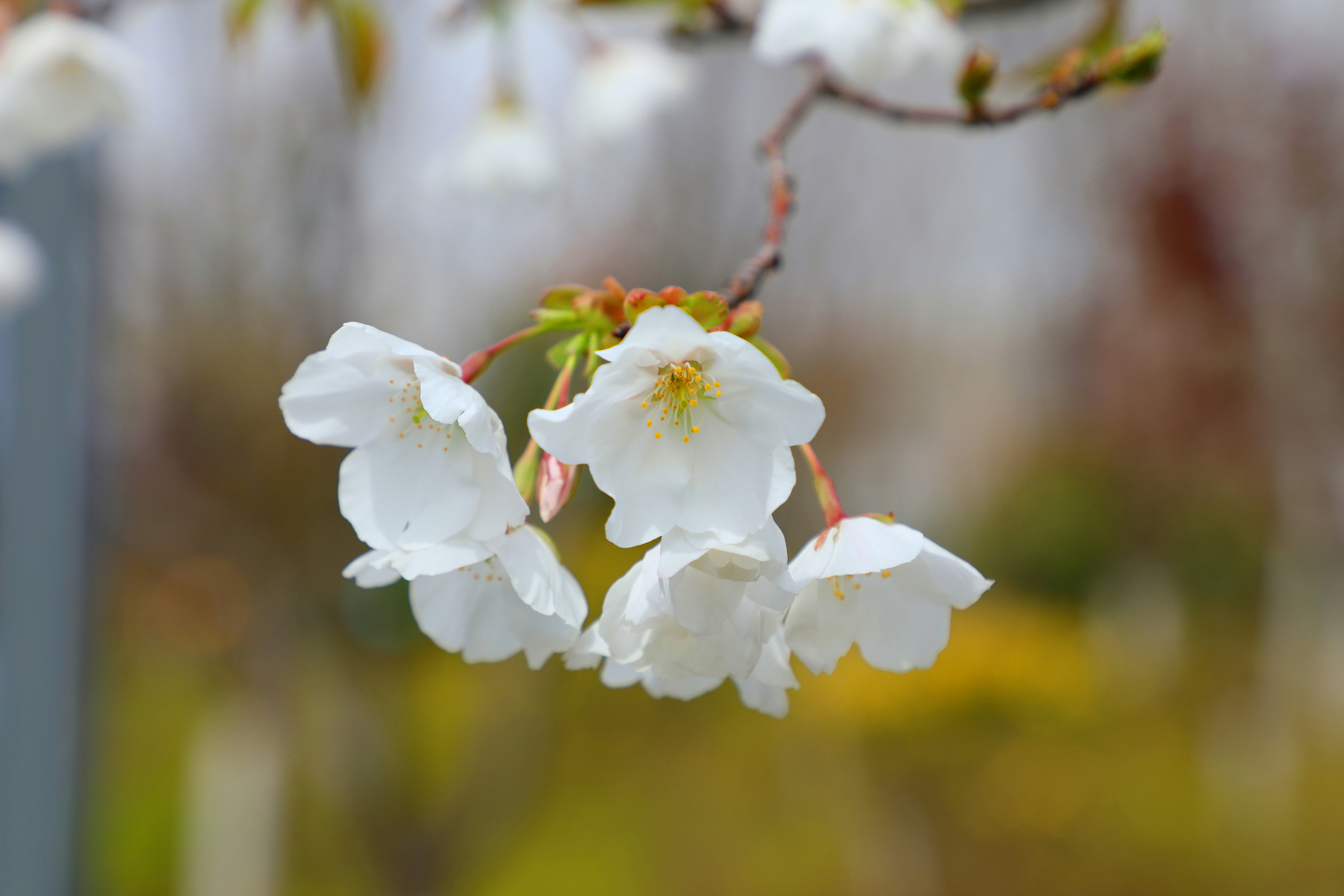 白い花を持つ木の枝