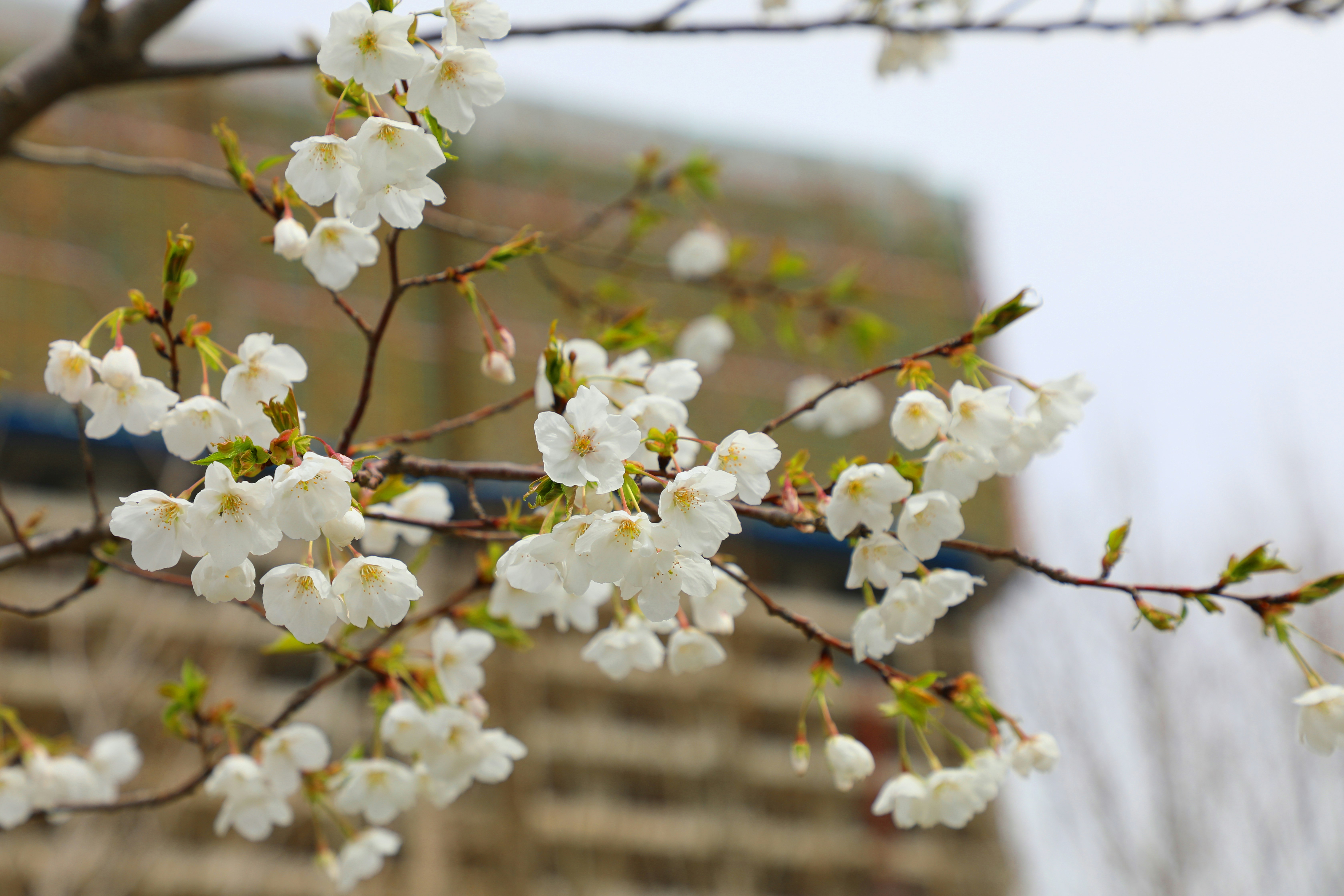 建物の前に白い花が咲く枝
