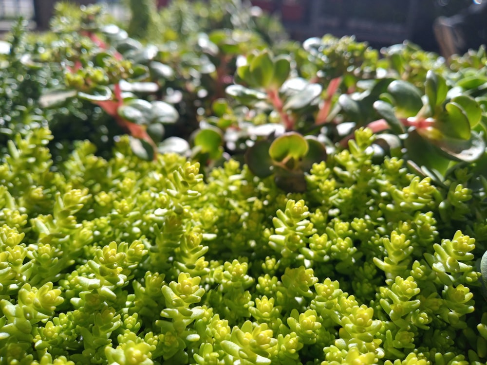 a close up of a bunch of green plants