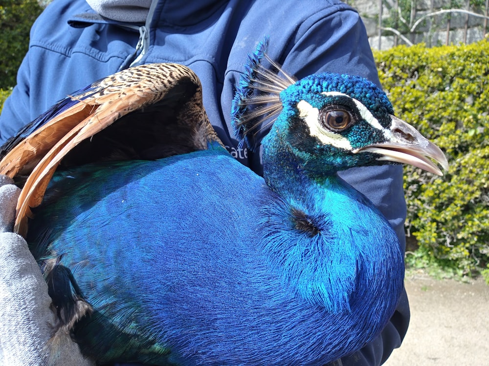 a person holding a blue bird in their hands