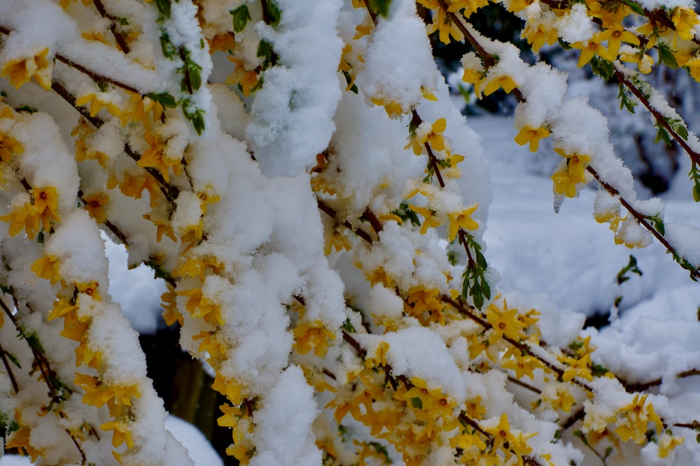 a branch with yellow flowers covered in snow