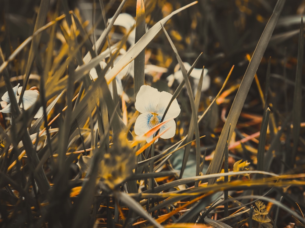 a close up of some flowers in the grass