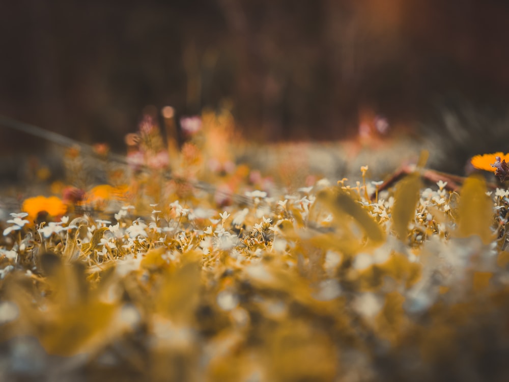 a bunch of yellow flowers that are in the grass