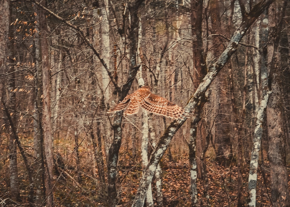 a giraffe standing in the middle of a forest