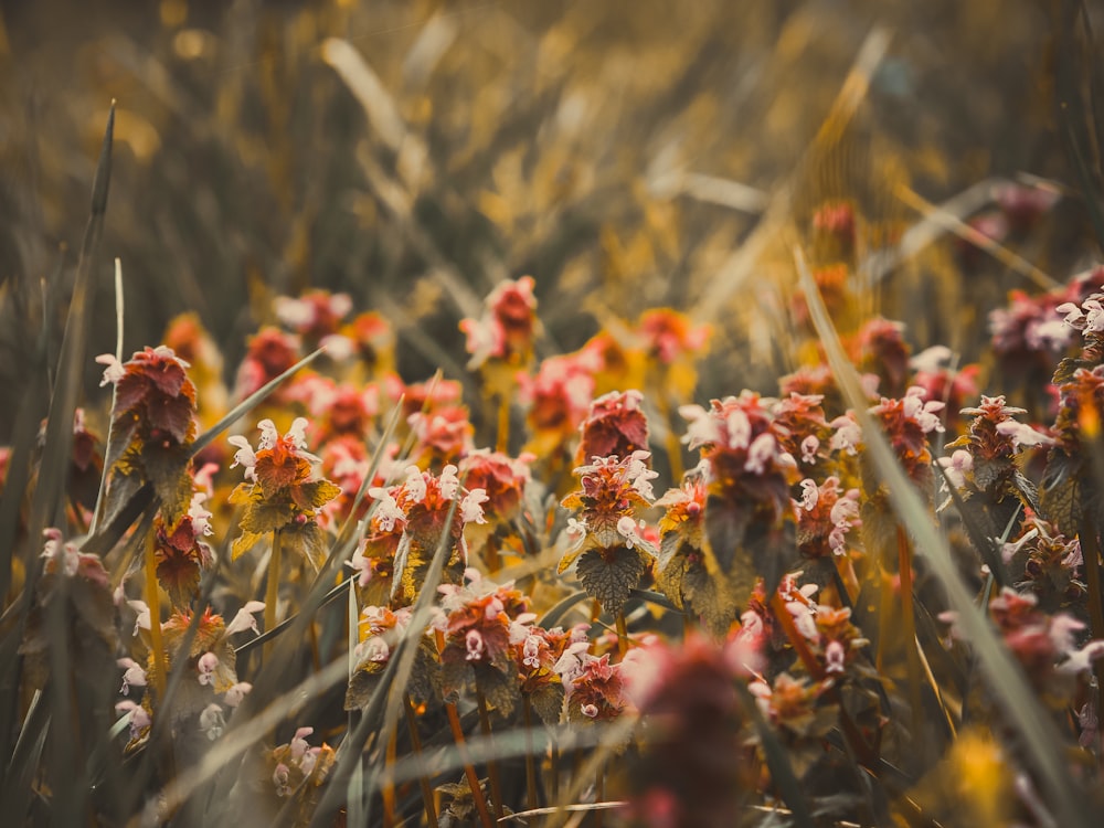 a bunch of flowers that are in the grass