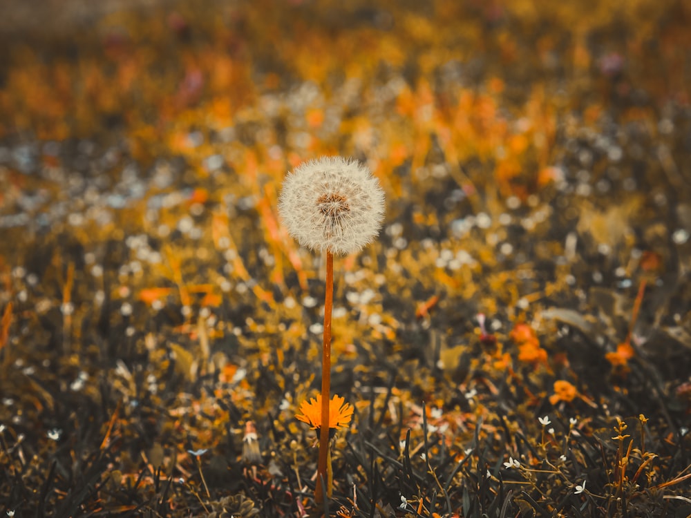 a dandelion in the middle of a field of grass