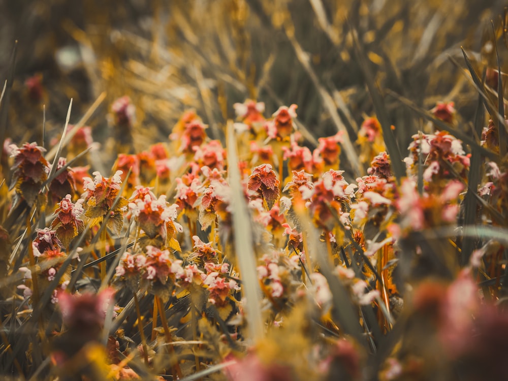 a bunch of flowers that are in the grass