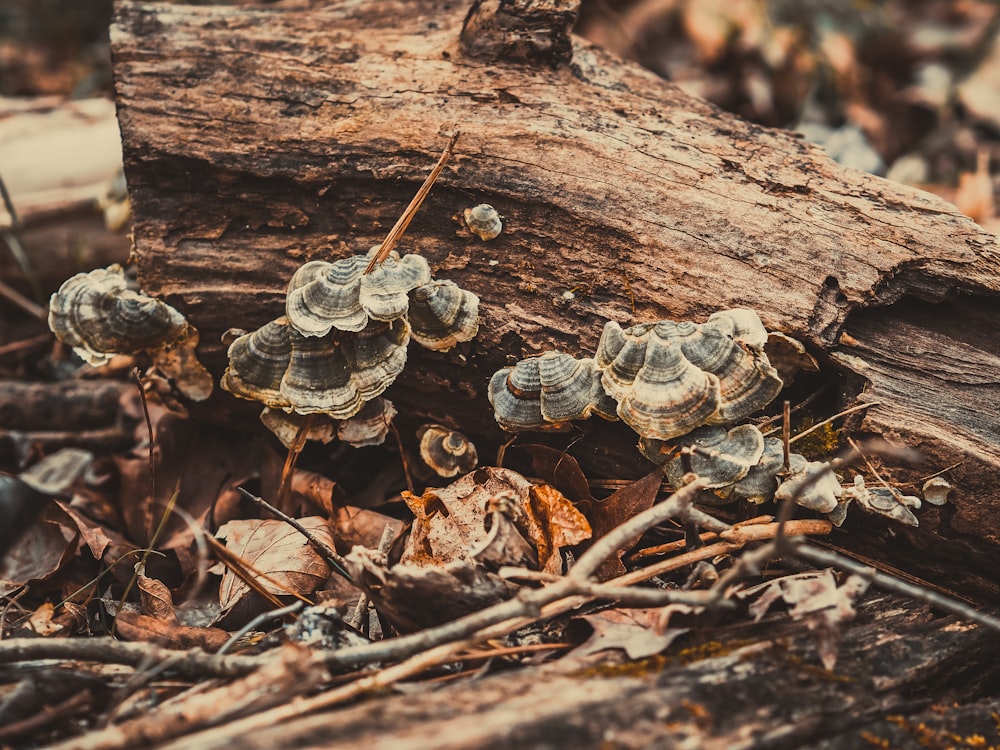 un groupe de champignons poussant sur une souche d’arbre