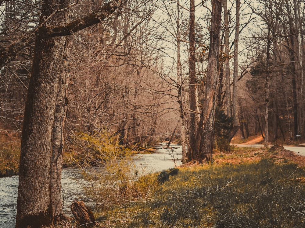 a river running through a forest filled with trees