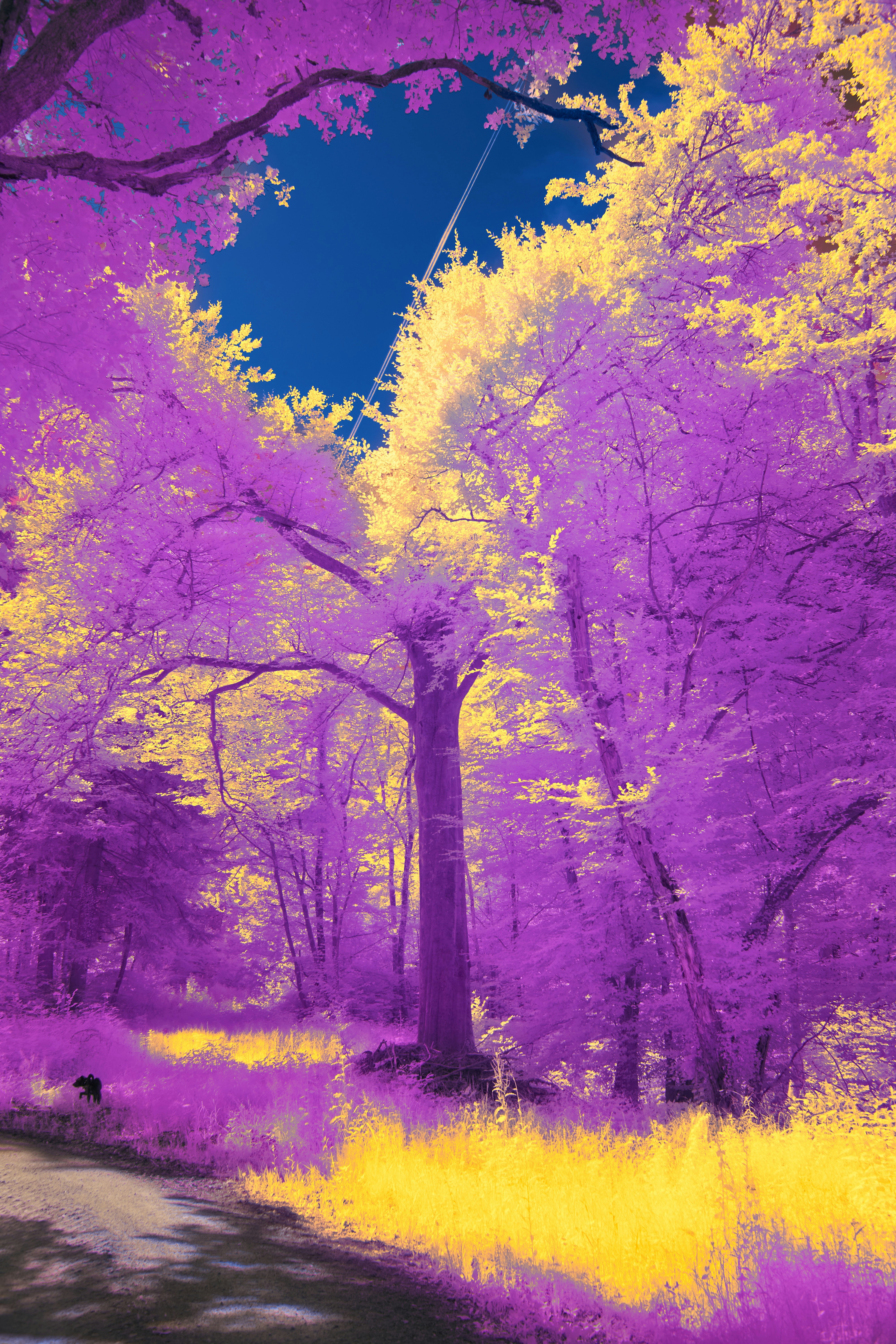 A purple picture of a tree in the woods photo – Free Flower Image on  Unsplash, image size:3000x4500