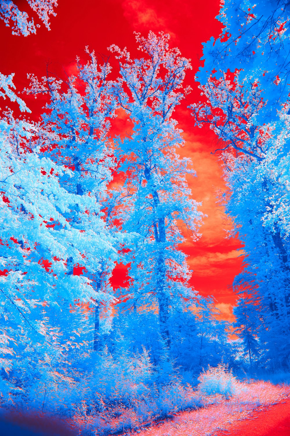 a red and blue infrared image of trees
