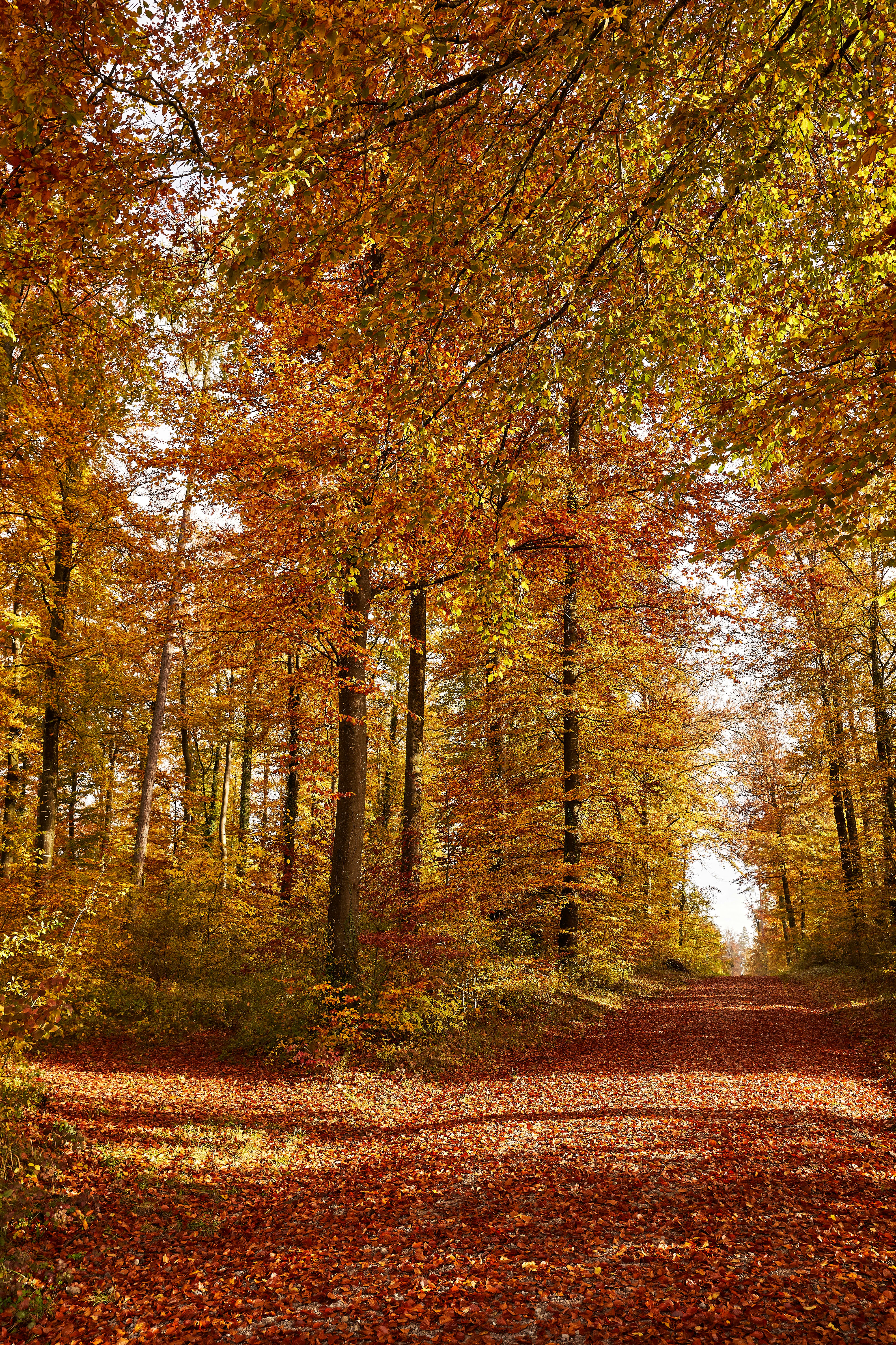 Photo by wolfgang_hasselmann