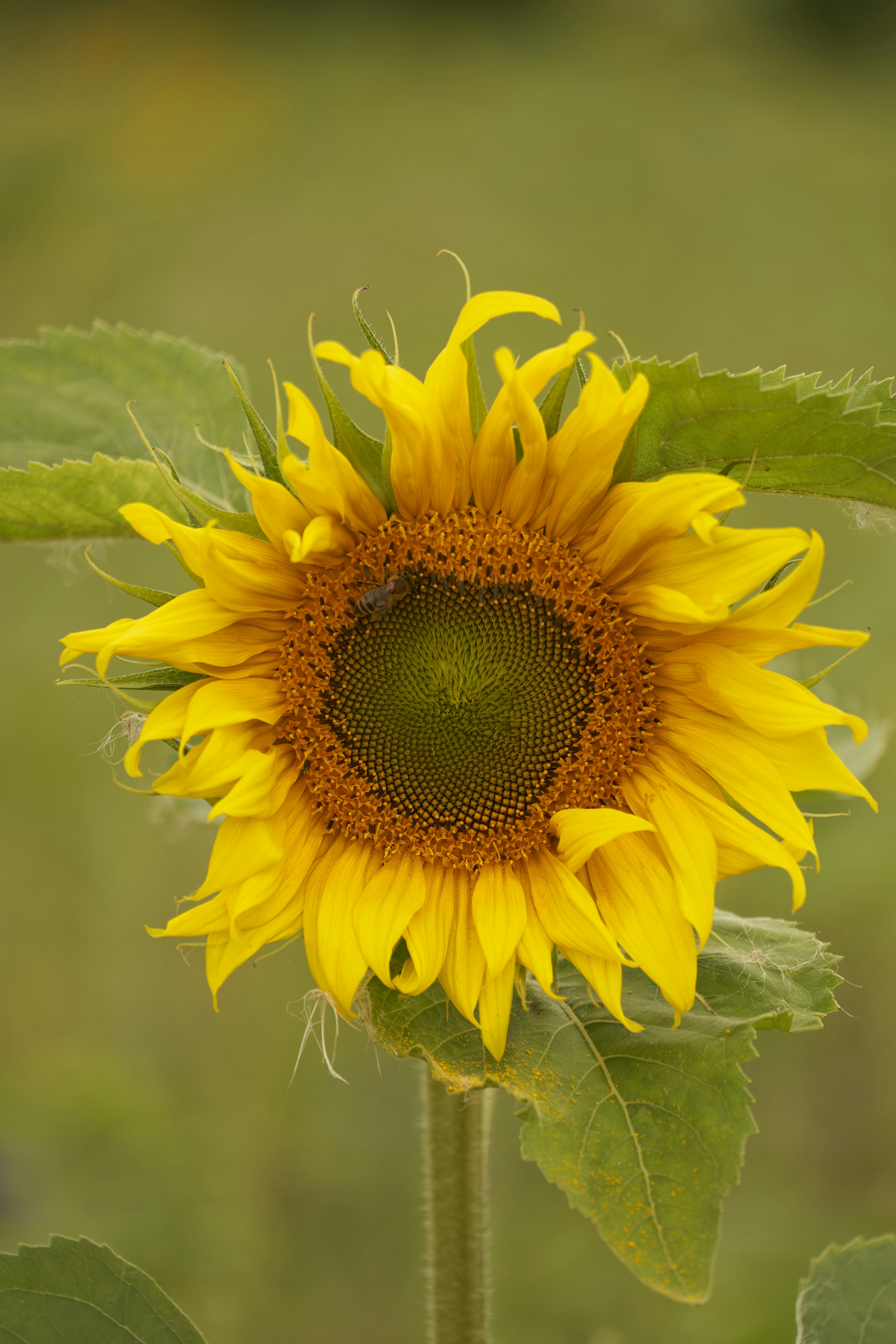 Photo by wolfgang_hasselmann