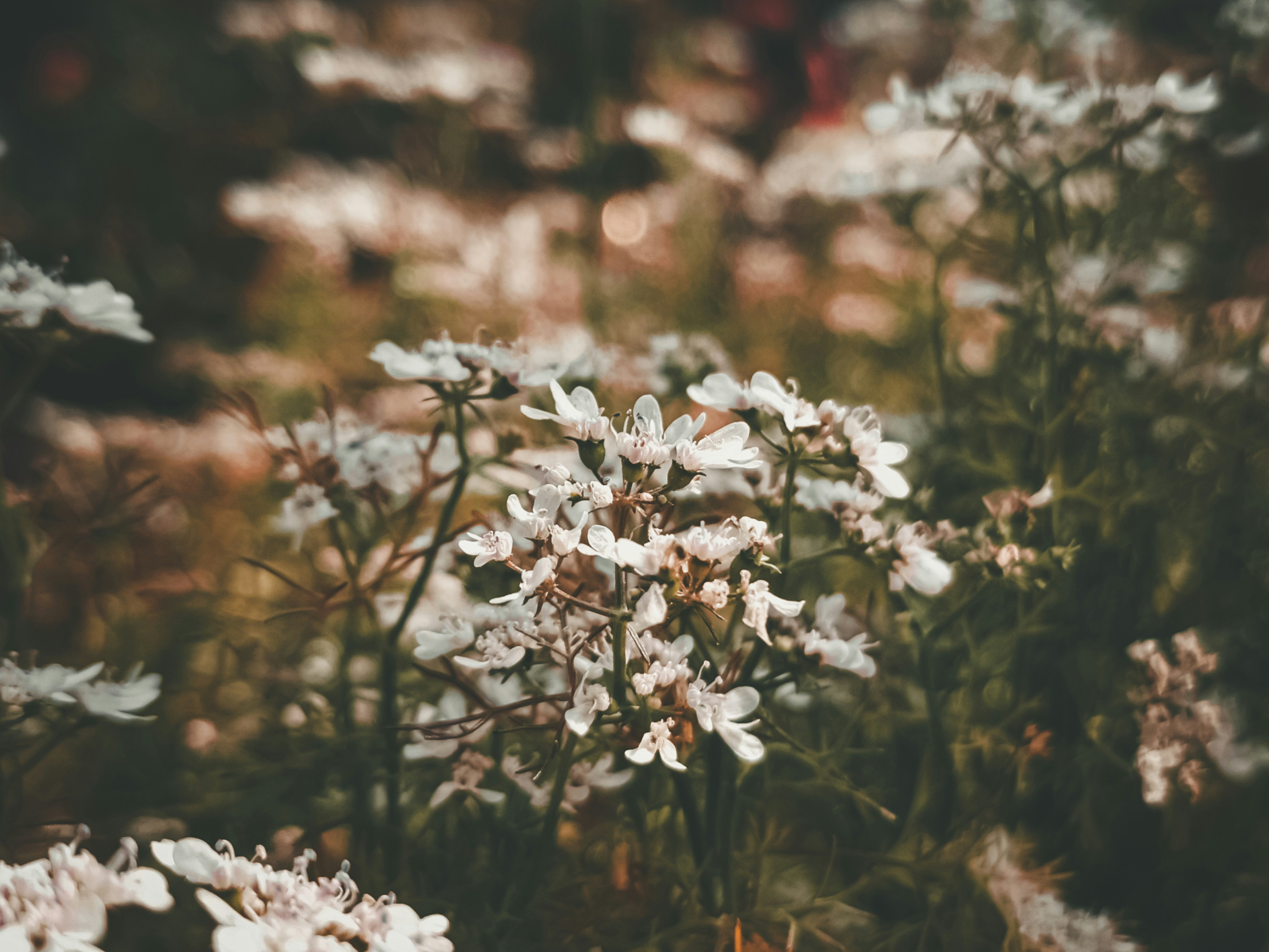 a bunch of white flowers in a field