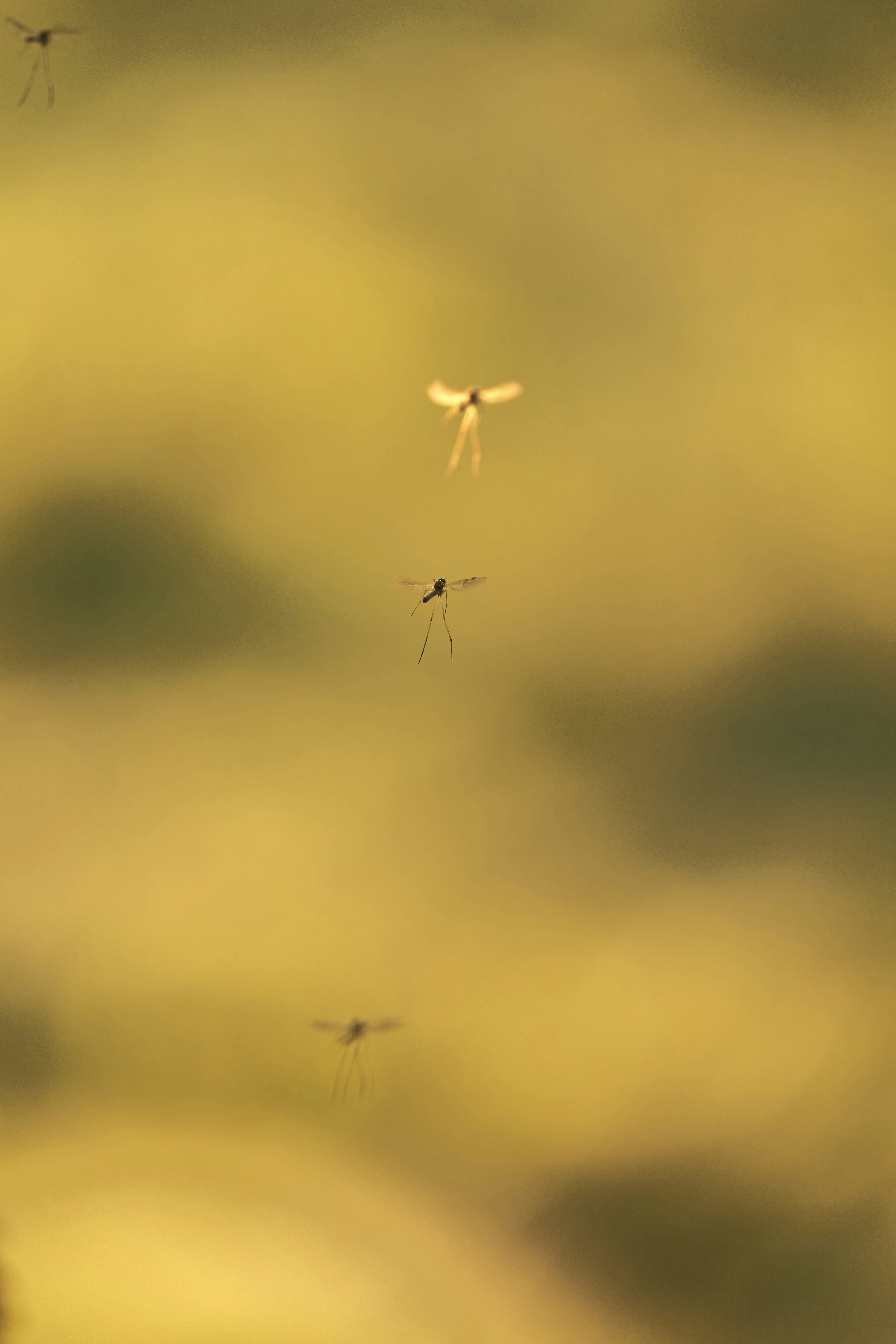 Photo by wolfgang_hasselmann