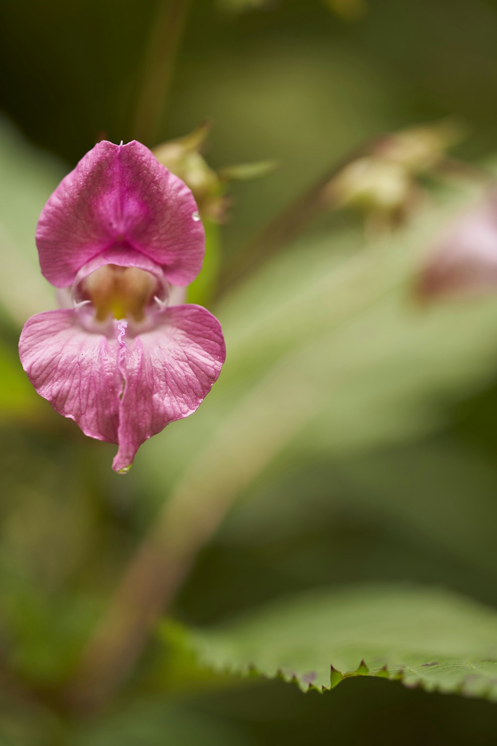 a pink flower with green leaves in the background