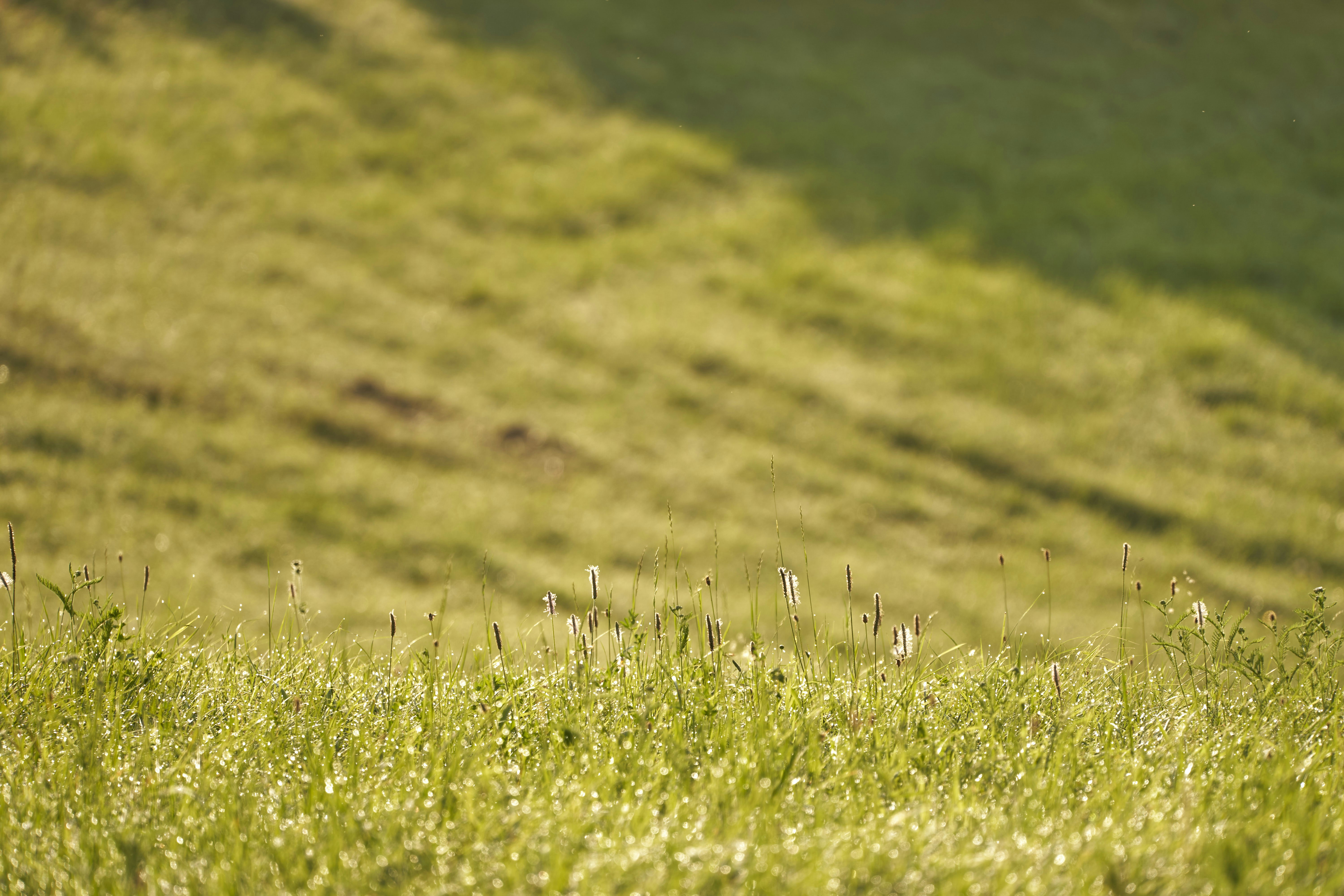 Photo by wolfgang_hasselmann