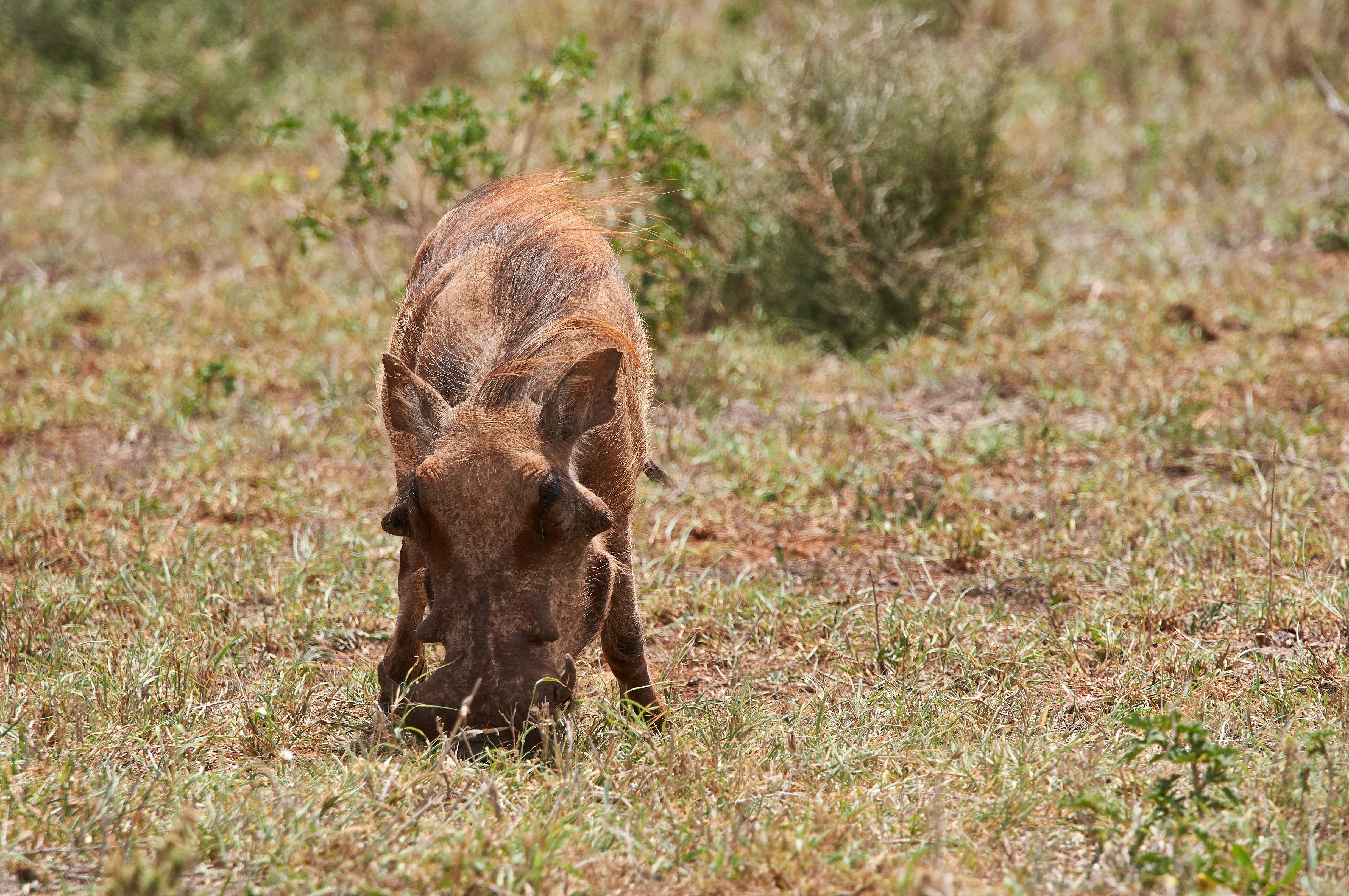 Photo by wolfgang_hasselmann