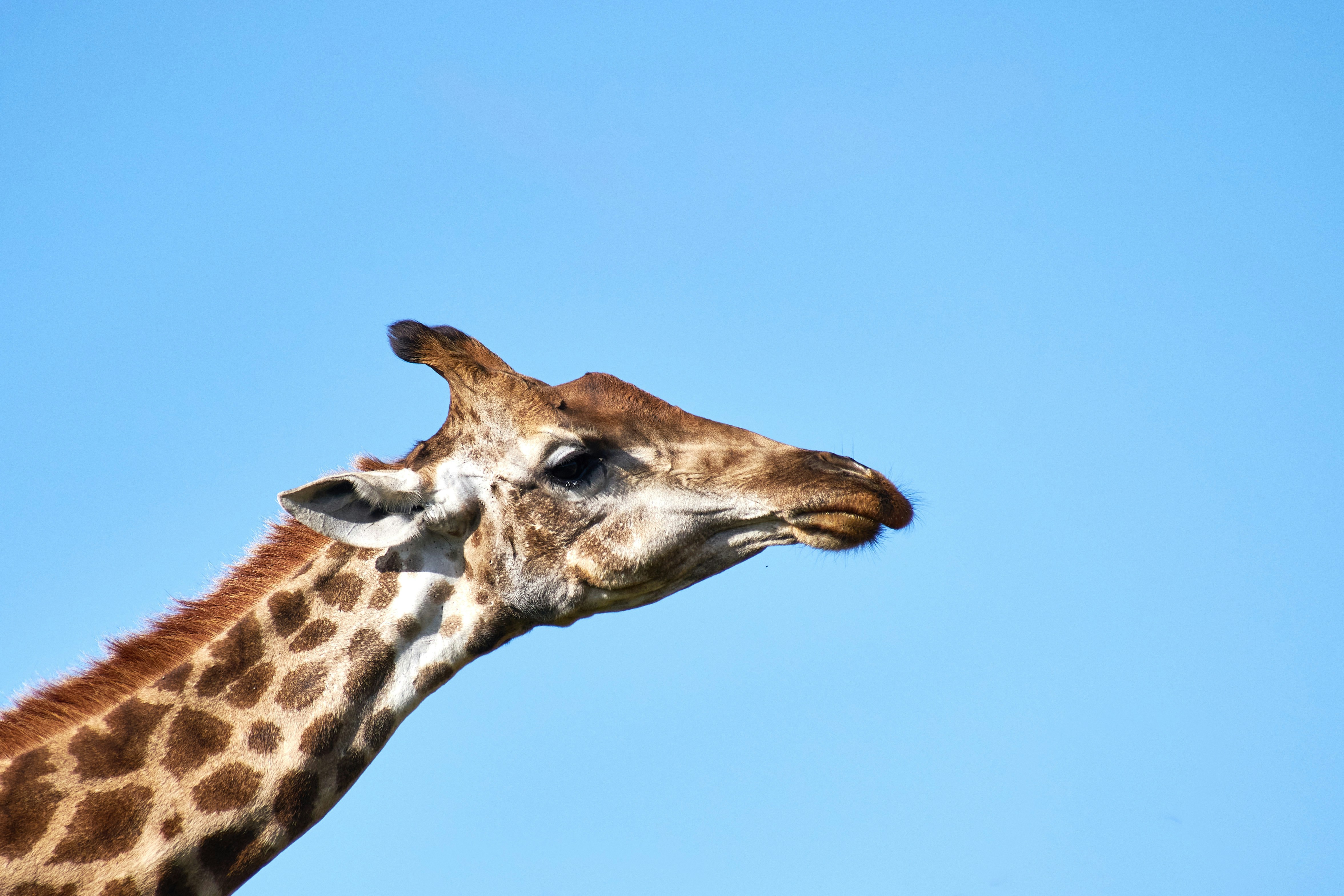 Photo by wolfgang_hasselmann