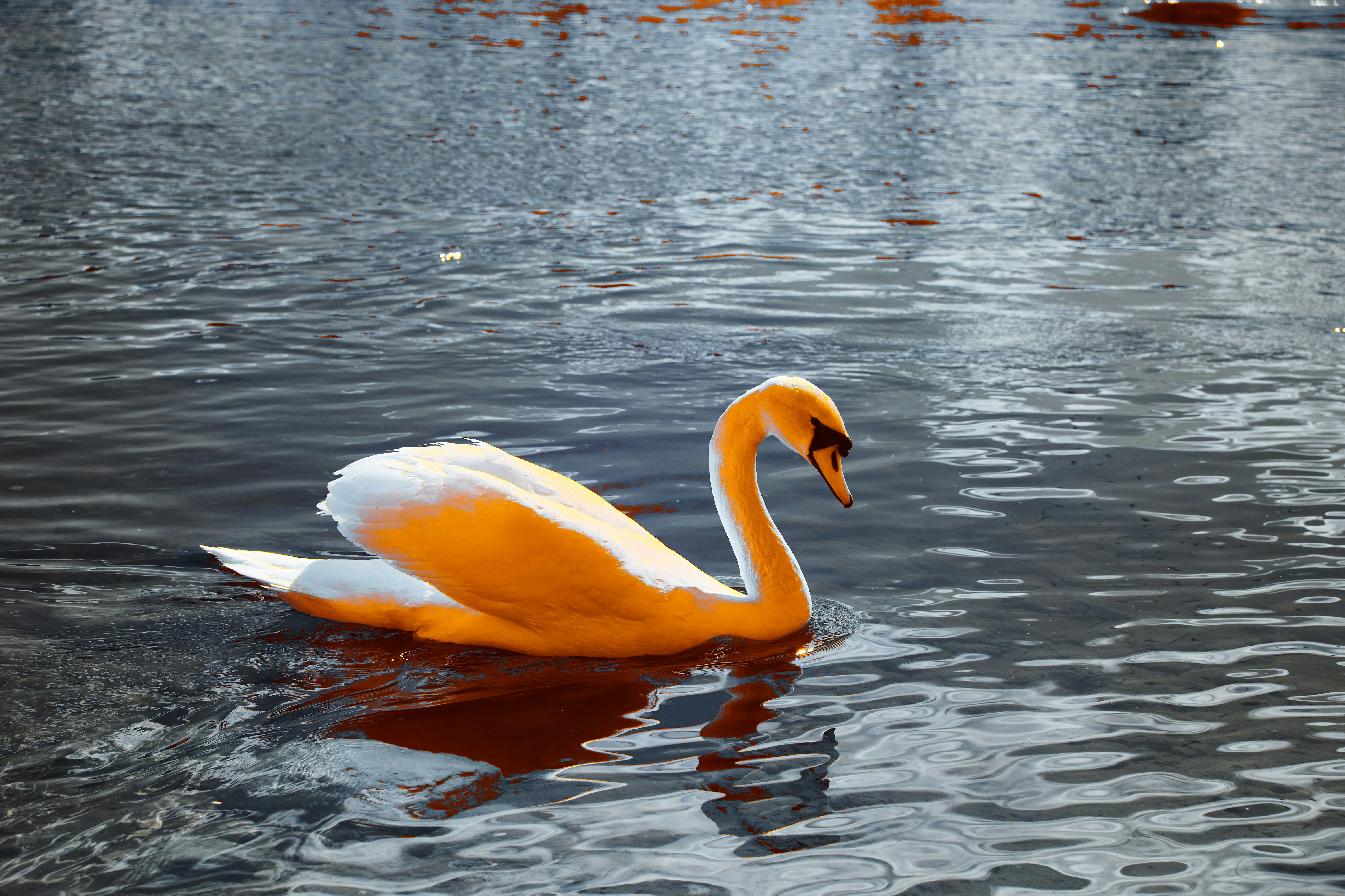 Photo by wolfgang_hasselmann