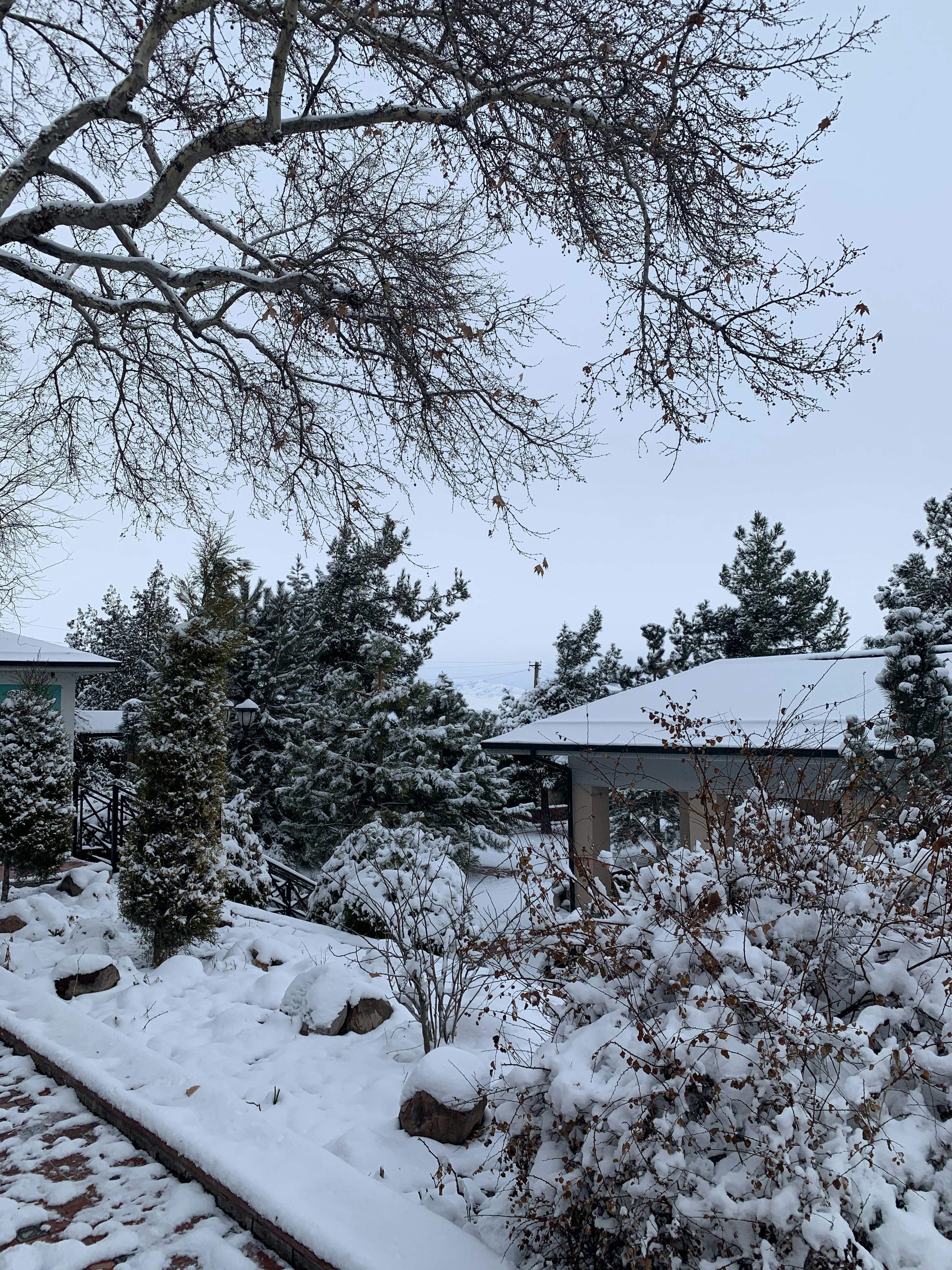 Winter gardening cold climate: Evergreen shrubs standing tall in a snowy garden