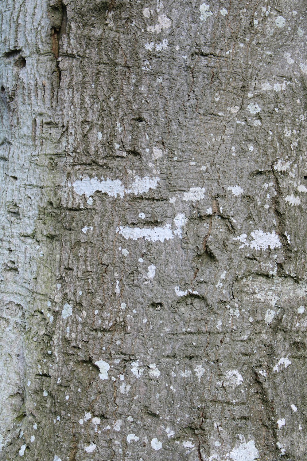 a close up of a tree trunk with white paint on it