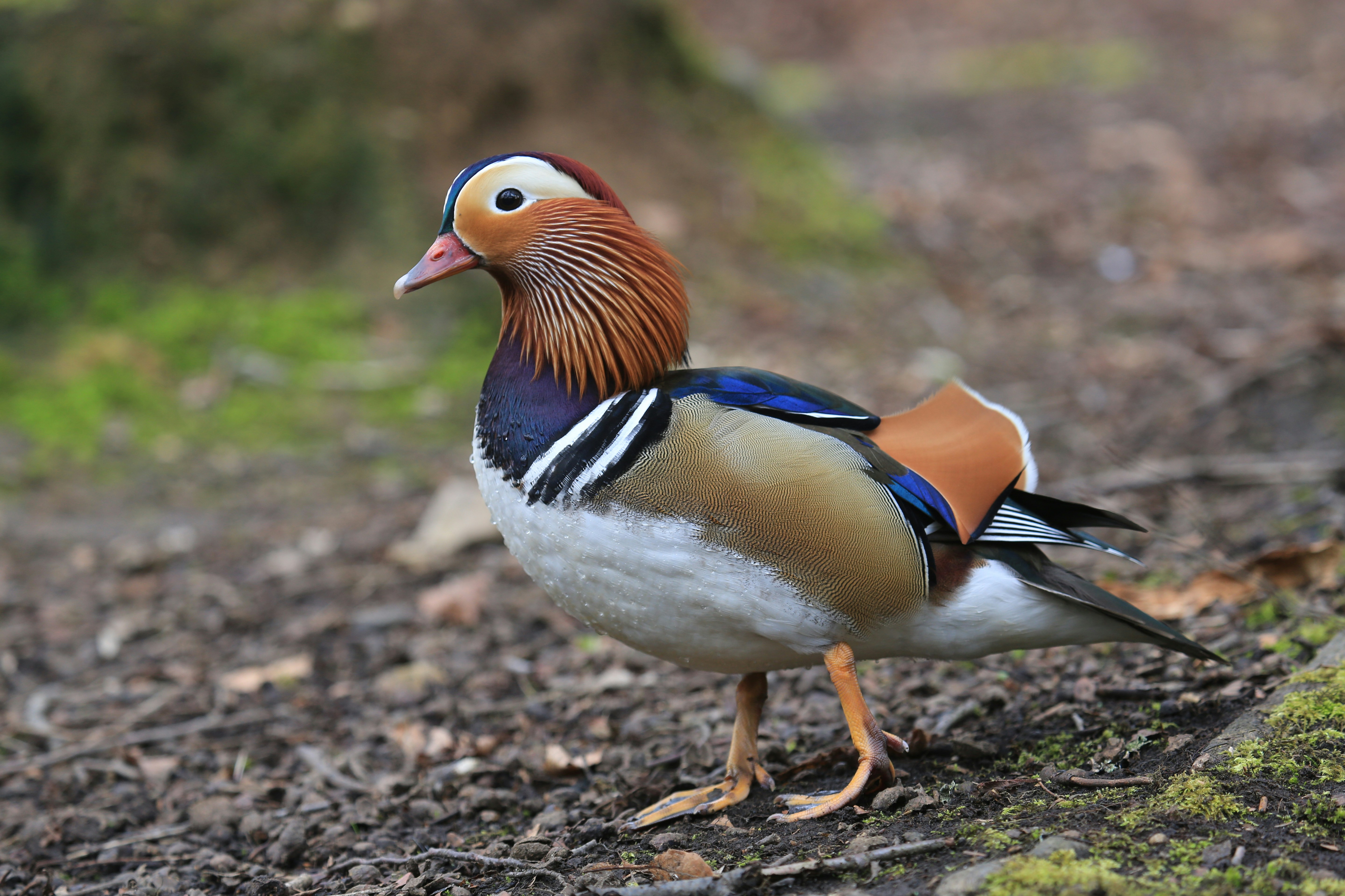 a bird standing on the ground next to a tree