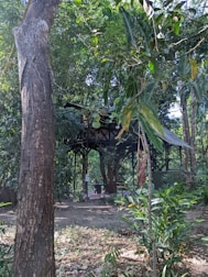Handcrafted wooden garden shelter surrounded by greenery.