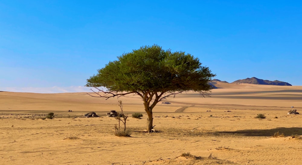 Un arbre solitaire au milieu d’un désert