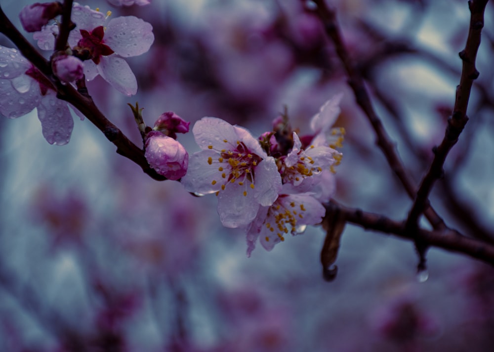 a close up of a flower on a tree