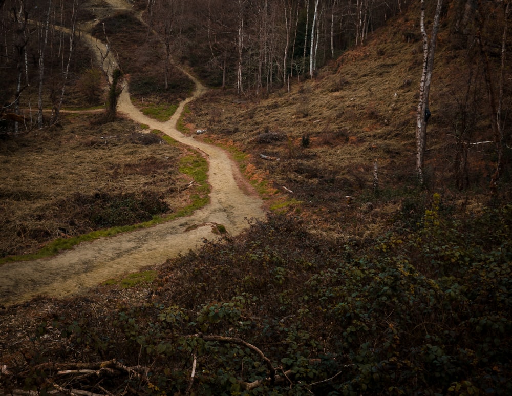 a dirt road in the middle of a forest