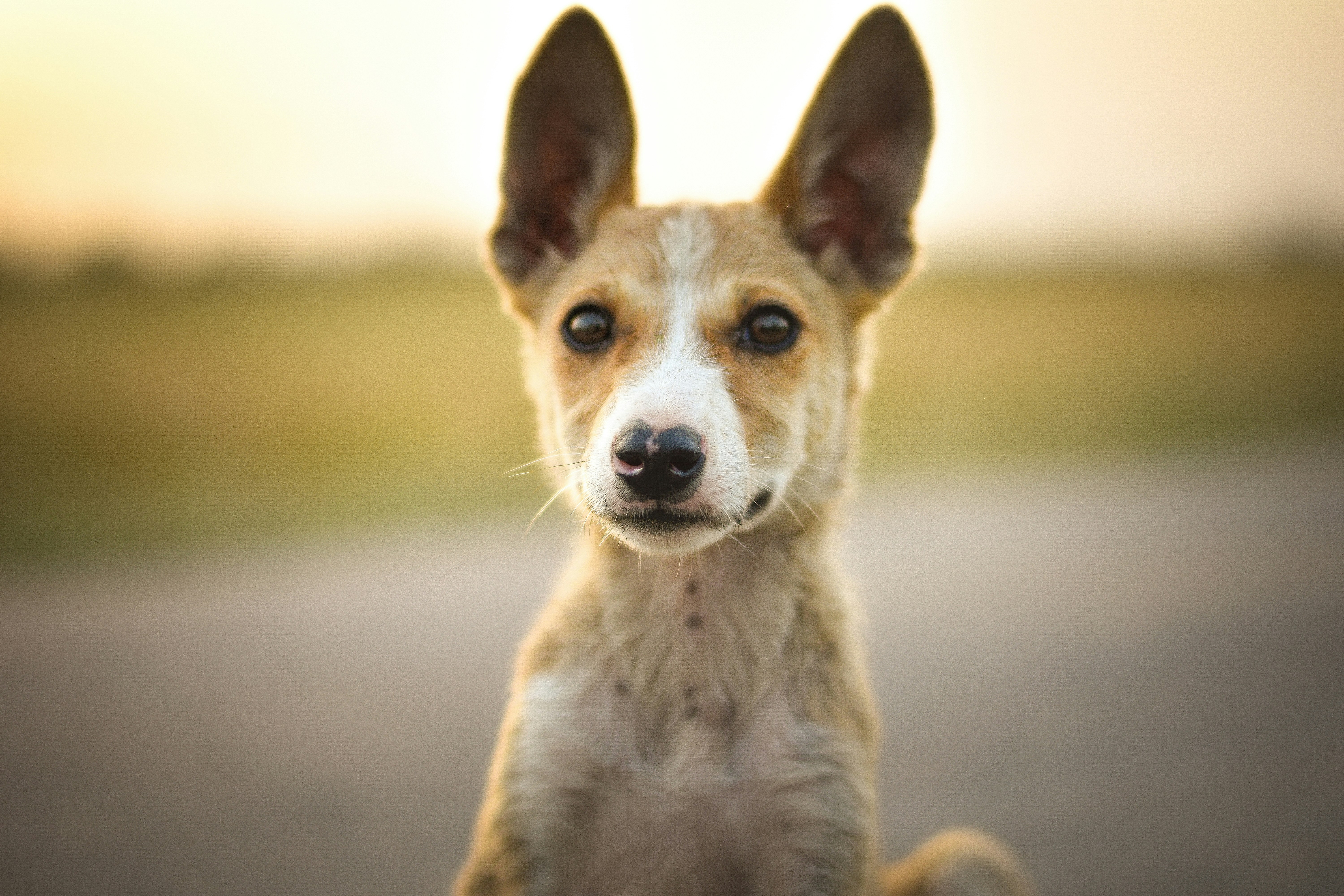 Photo by tanishmehta40