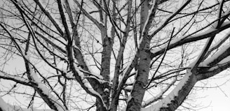 a black and white photo of a snow covered tree