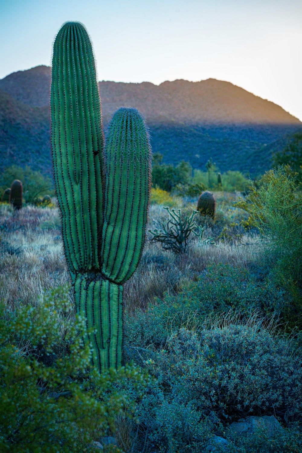 a large green cactus standing in the middle of a field