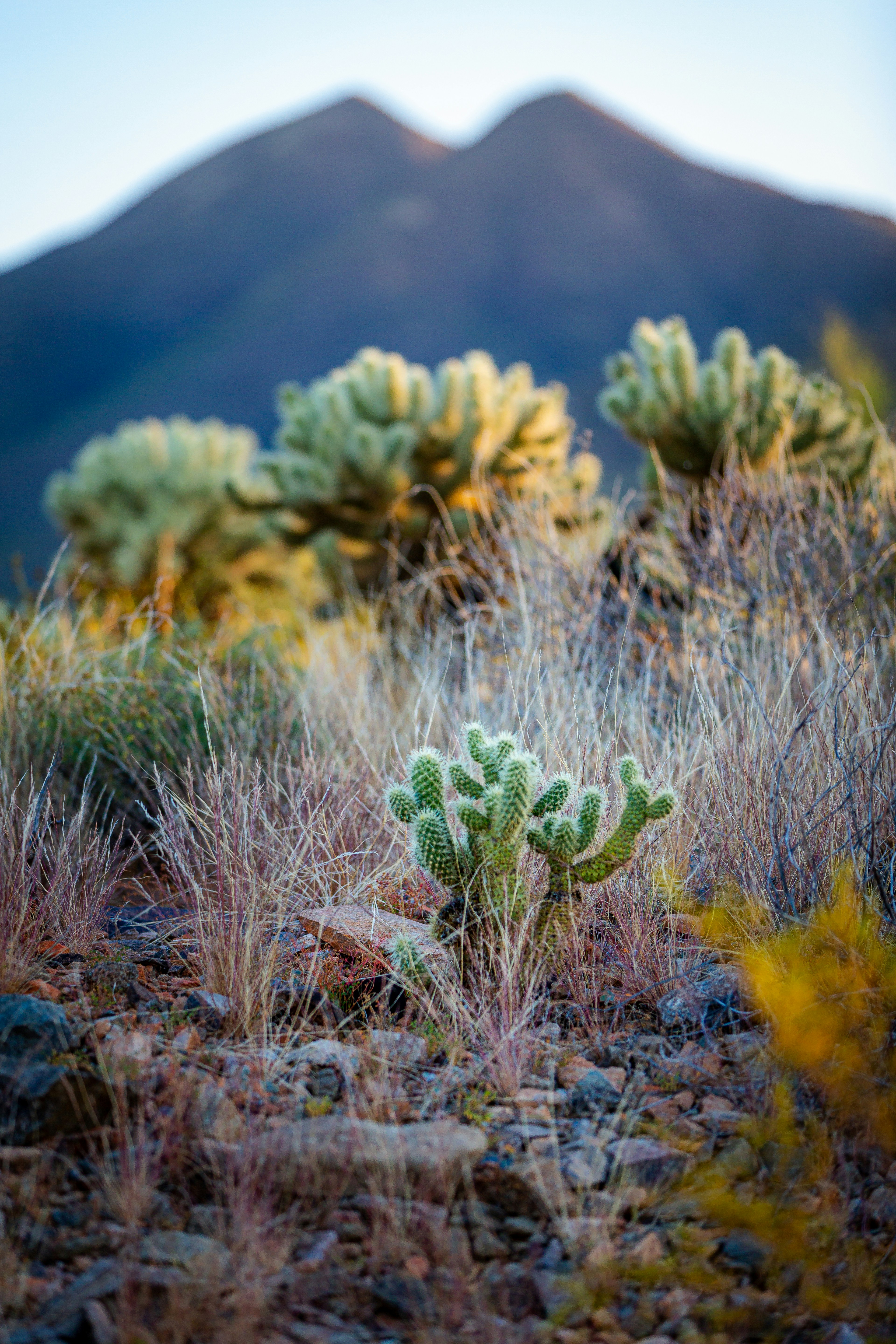 A small cactus in the middle of a field photo – Free Plant Image on ...